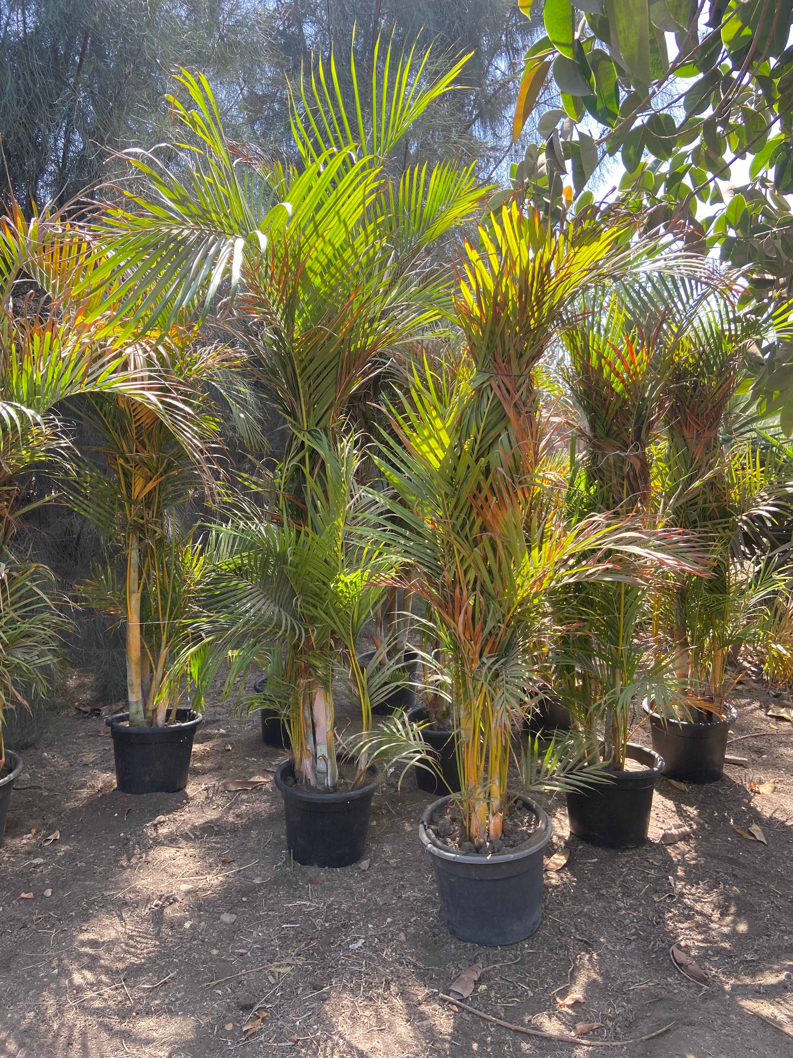 Areca Palm