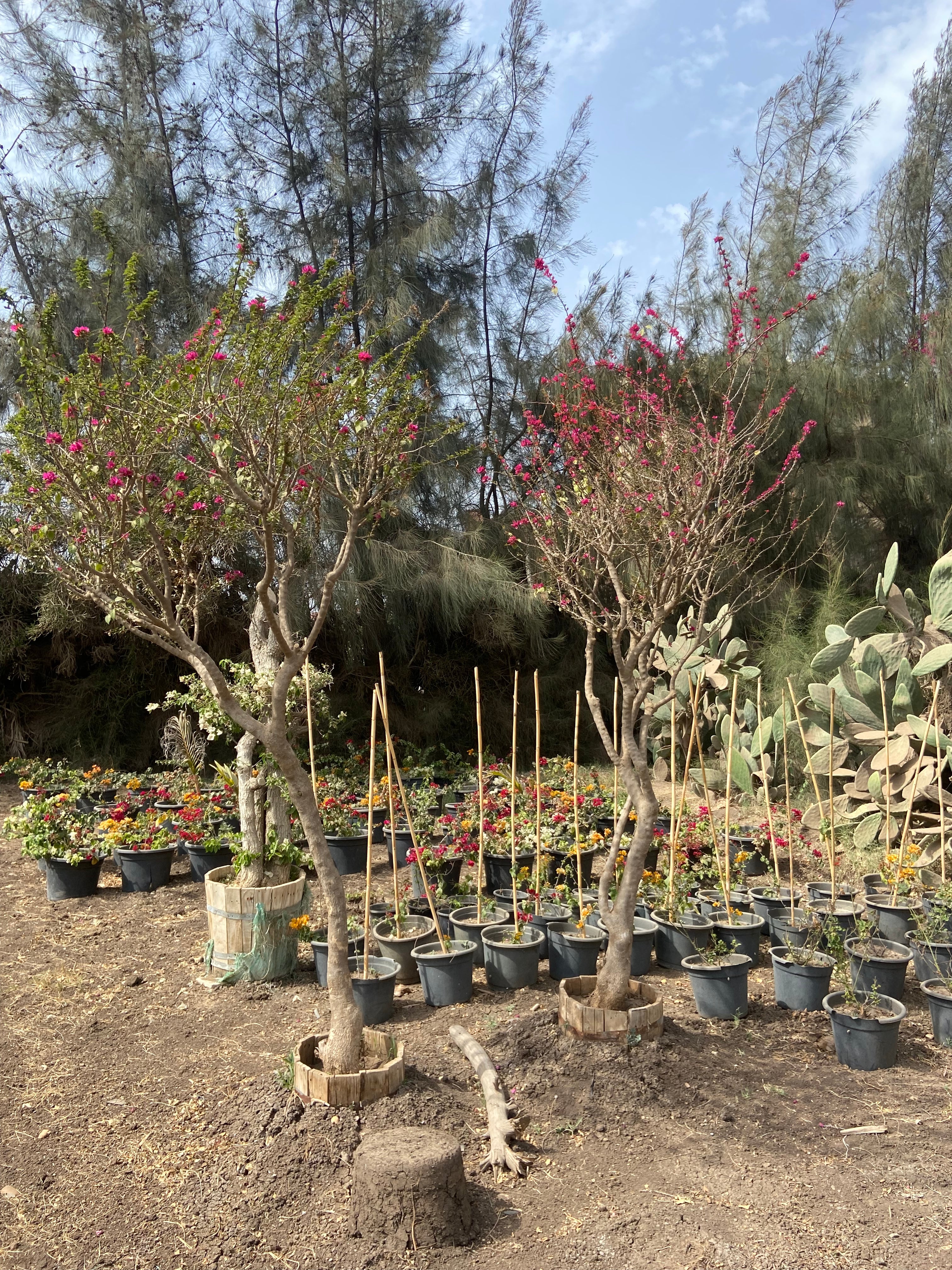Bougainvillea Pixie Twin