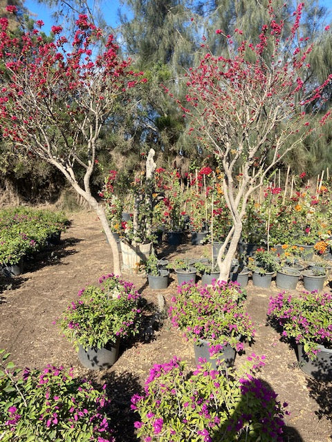 Bougainvillea Pixie Twin