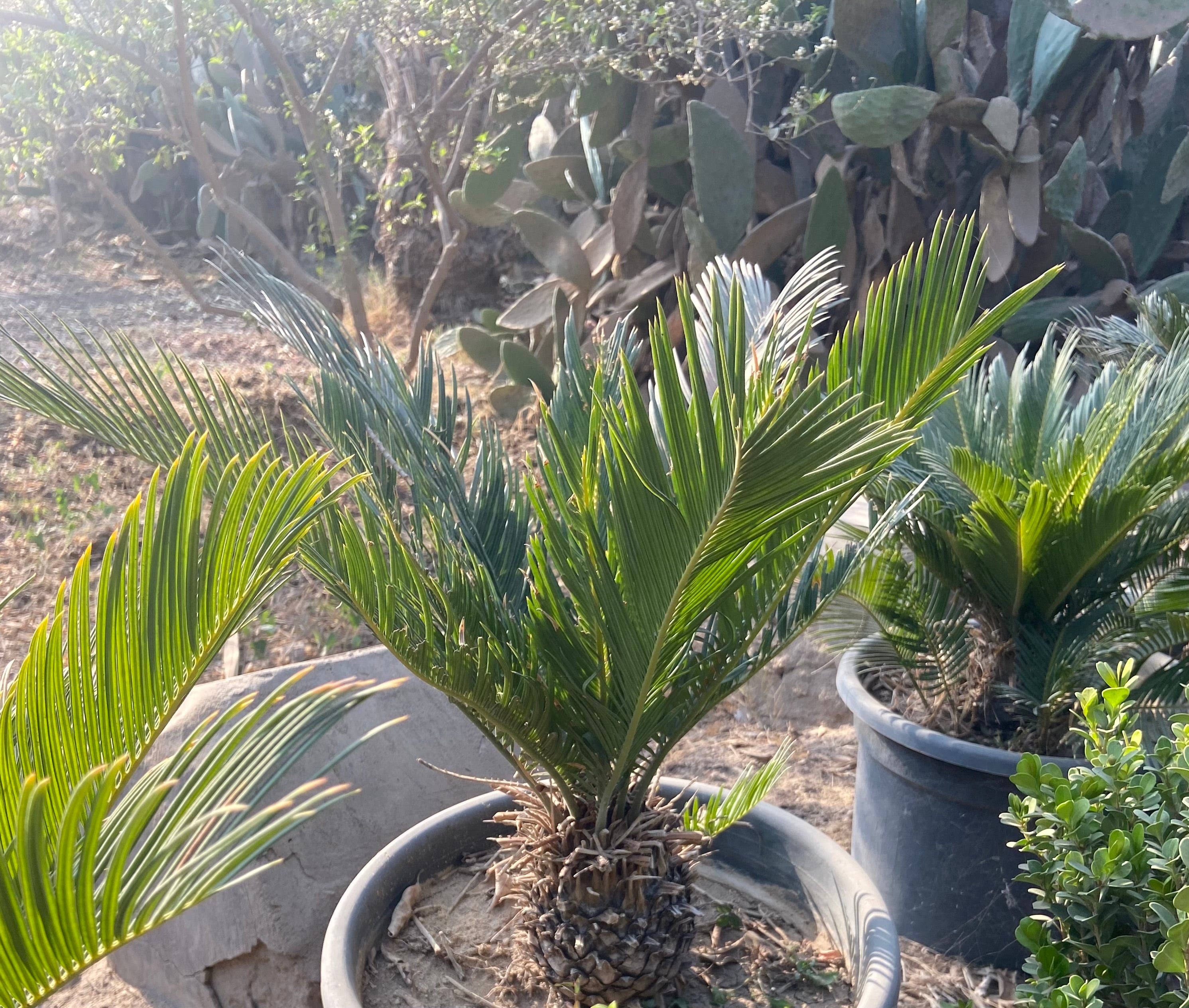 Cycas Palm